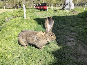 Vând iepuri uriaș german