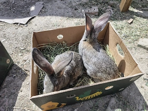 Vând iepuri uriaș german - imagine 4