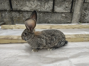 Vând iepuri uriaș german - imagine 2