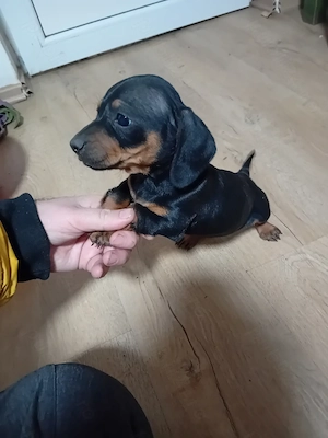 Vand catei tekel frumos pitic