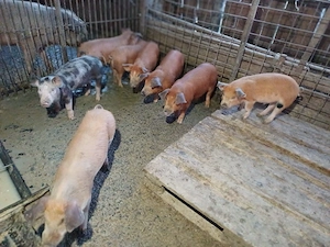 vind 8 purcei de 10 săptămini.