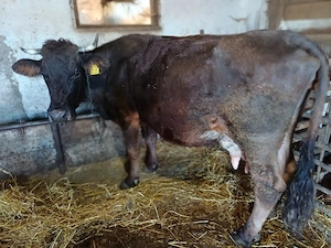 vind vacă de 8 ani cu vitea.