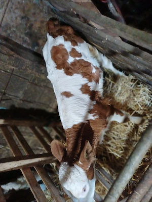 vind 3 vitei băltati sugari.