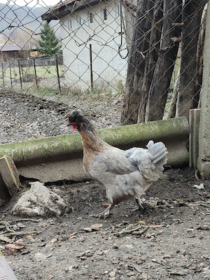 Pasari moțate  - imagine 2