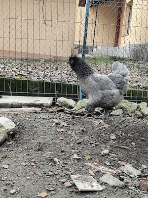 Pasari moțate  - imagine 5