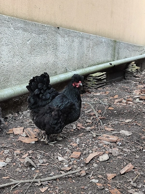 Pasari moțate  - imagine 4