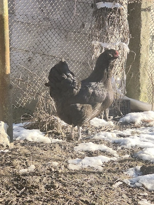 Pasari moțate  - imagine 3