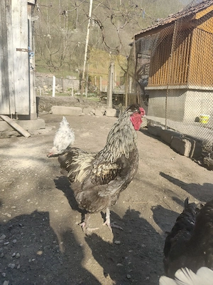 Cocoși moțați  - imagine 3