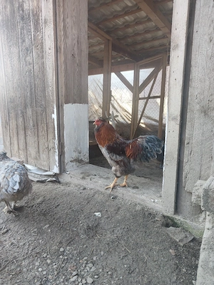 Cocoși moțați  - imagine 2