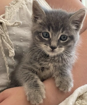 Siberiană de Pădure 