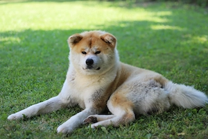 Puiut Akita Inu mascul - imagine 5