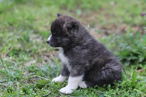 Puiut Akita Inu brindle mascul - imagine 2