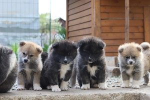 Puiut Akita Inu mascul - imagine 4
