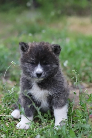 Puiut Akita Inu brindle mascul