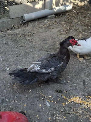 Rățoi muti de vanzare - imagine 2