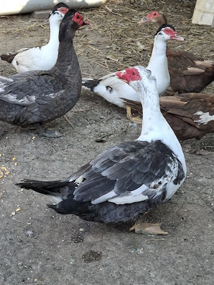 Rățoi muti de vanzare - imagine 3