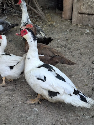 Rățoi muti de vanzare