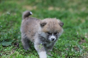 Puiut Akita Inu mascul - imagine 2