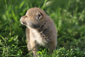 Puiut Akita Inu femela - imagine 2