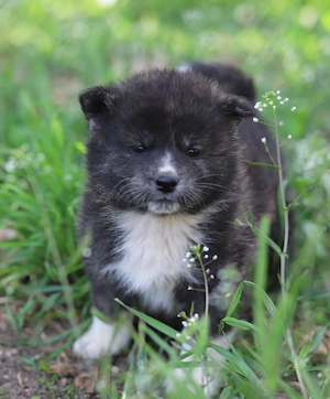 Puiut Akita Inu brindle femela
