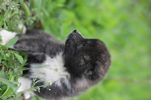 Puiut Akita Inu brindle femela - imagine 2