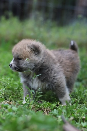 Puiut Akita Inu mascul - imagine 3