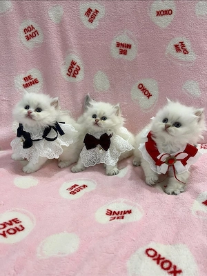 british colorpoint superb 