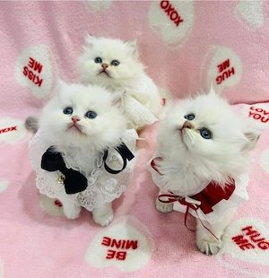 british colorpoint superb  - imagine 2