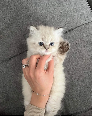 british colorpoint superb  - imagine 3