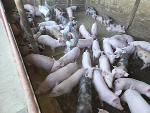 Vând purcei rasa de carne