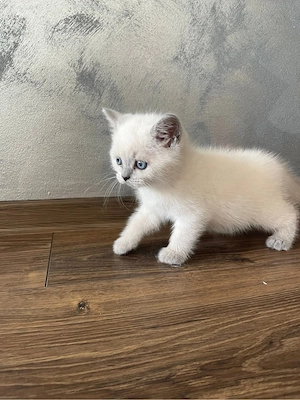 british colorpoint superbi 