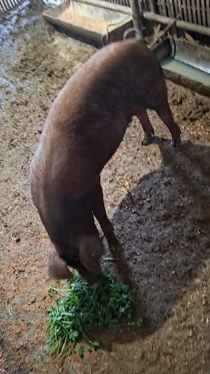 De vanzare1 purcea duroc. - imagine 3