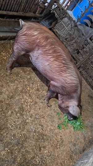 De vanzare1 purcea duroc.