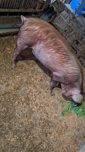 De vanzare1 purcea duroc. - imagine 2