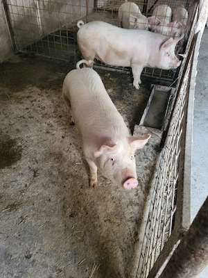 Vand porc aproximativ 100kg - imagine 2