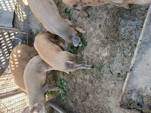 De vinzare ce se vede detali la tel   sura mare sibiu