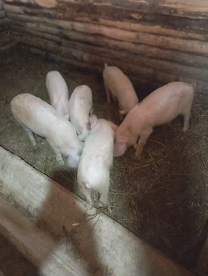 purcei de vânzare  - imagine 3