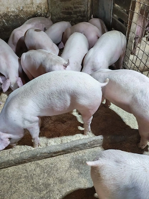 Purcei rasă de carne 