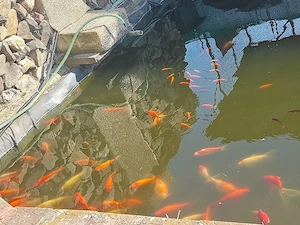 Vînd pești caras auriu.