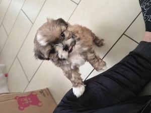 Pui Shih tzu jucausi - imagine 3