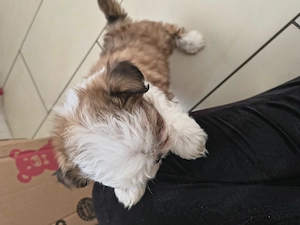 Pui Shih tzu jucausi - imagine 2