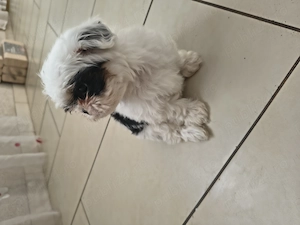 Pui Shih tzu jucausi - imagine 5