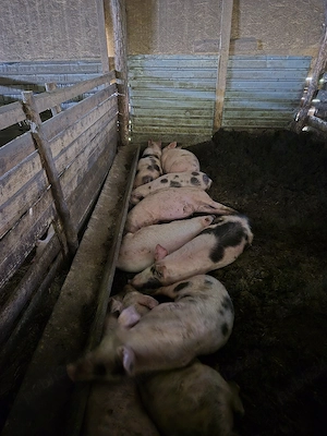 soldanei de vânzare, duroc cu marele alb