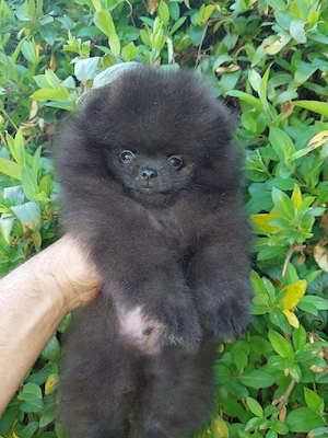 Pomeranian cu pedigree FCI  - imagine 4