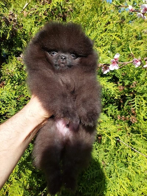 Pomeranian cu pedigree FCI  - imagine 5