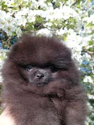 Pomeranian cu pedigree FCI 