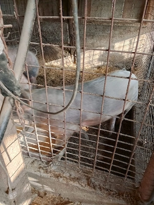 porc si purcele 23 lei kg  - imagine 4