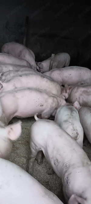 purcei 35 50kg - imagine 2