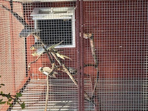 Papagali nimfa disponibili 