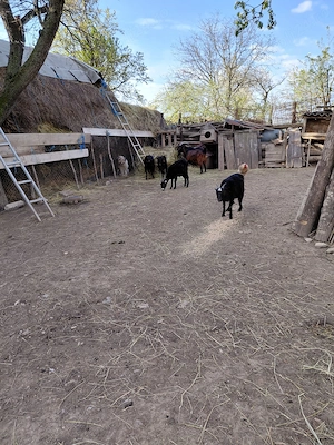 Capre de vandut - imagine 2